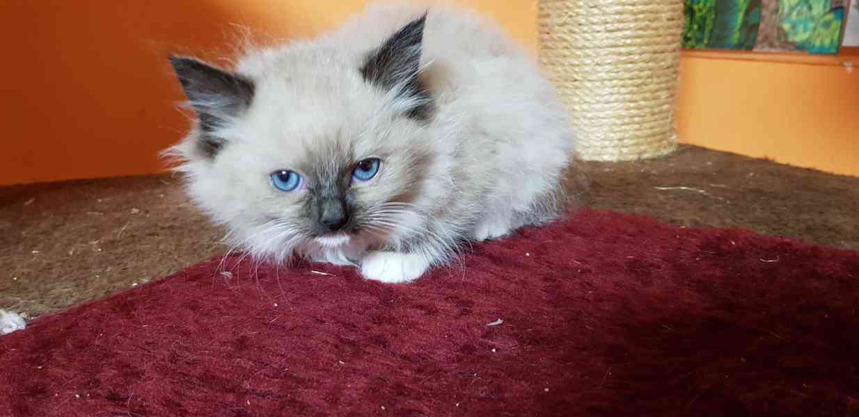 Nabízím ragdoll - foto 2