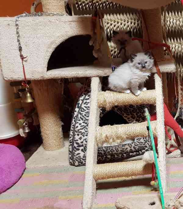 Nabízím ragdoll - foto 3