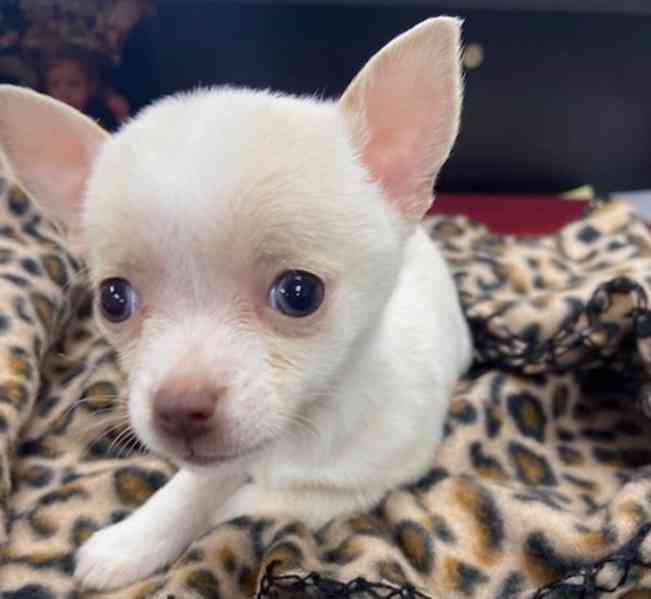 12týdenní štěňata čivavy - foto 2