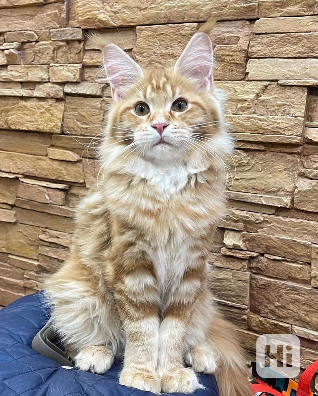 Koťátko Mainské mývalí kočky na prodej - foto 1