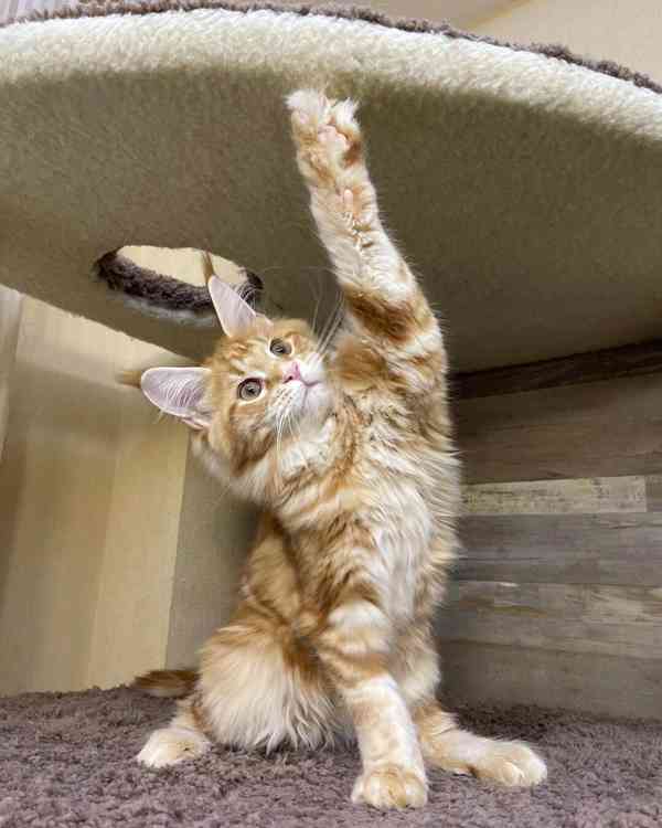 Koťátko Mainské mývalí kočky na prodej - foto 2