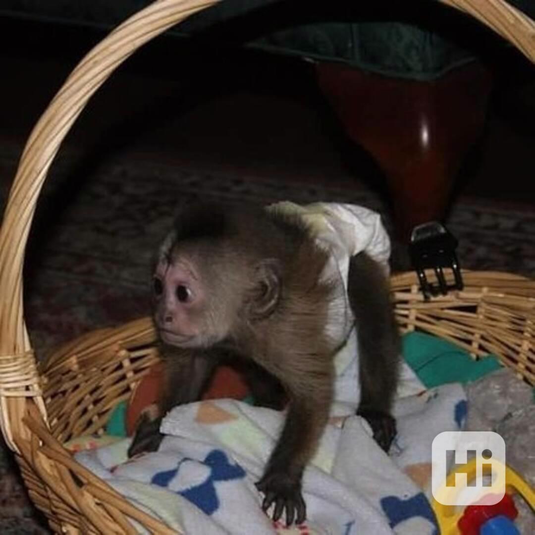 Zdravé opice kapucíny k adopci - foto 1
