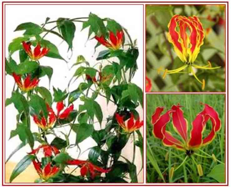 GLORIOSA ROTHSCHILDIANA - SEMENA - foto 1