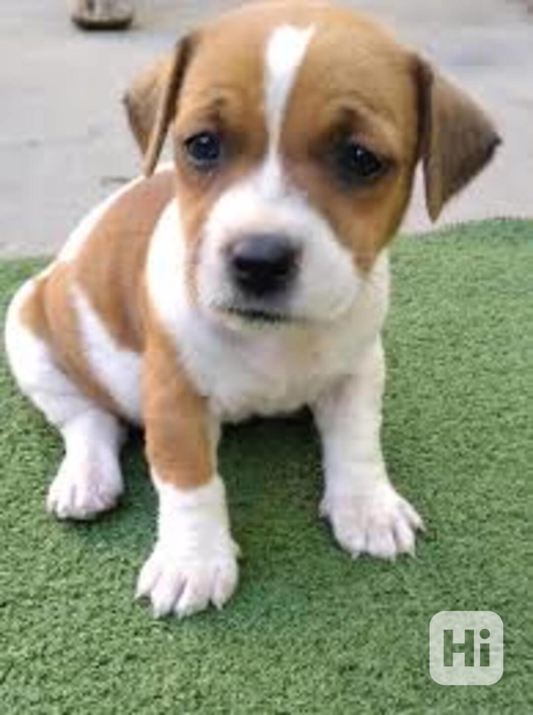Roztomilá štěňata Jack Russell k adopci. - foto 1