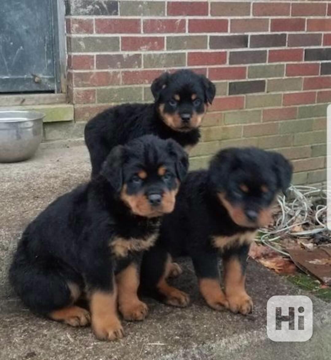 štěňata rotvajlera k adopci - foto 1