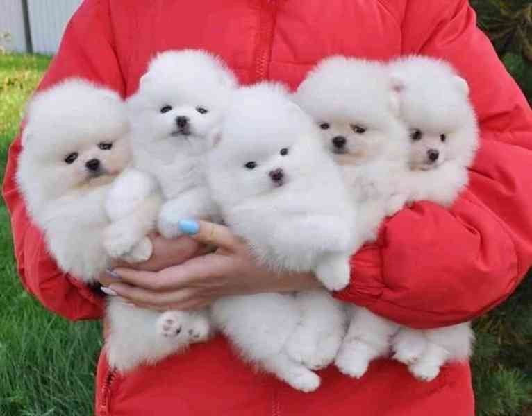 Štěňata pomeraniana k adopci