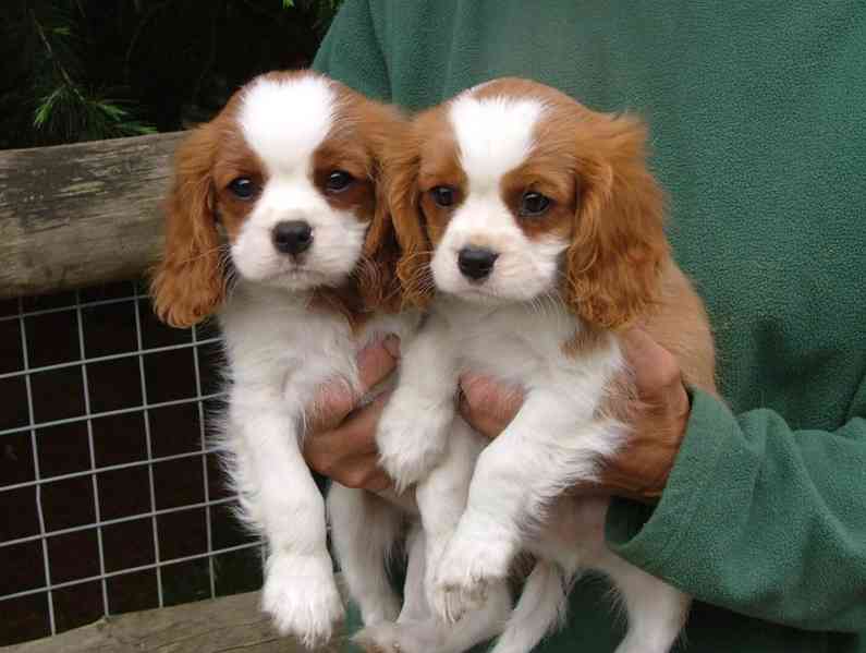 Štěňata Kavalír King Charles španěla - foto 3