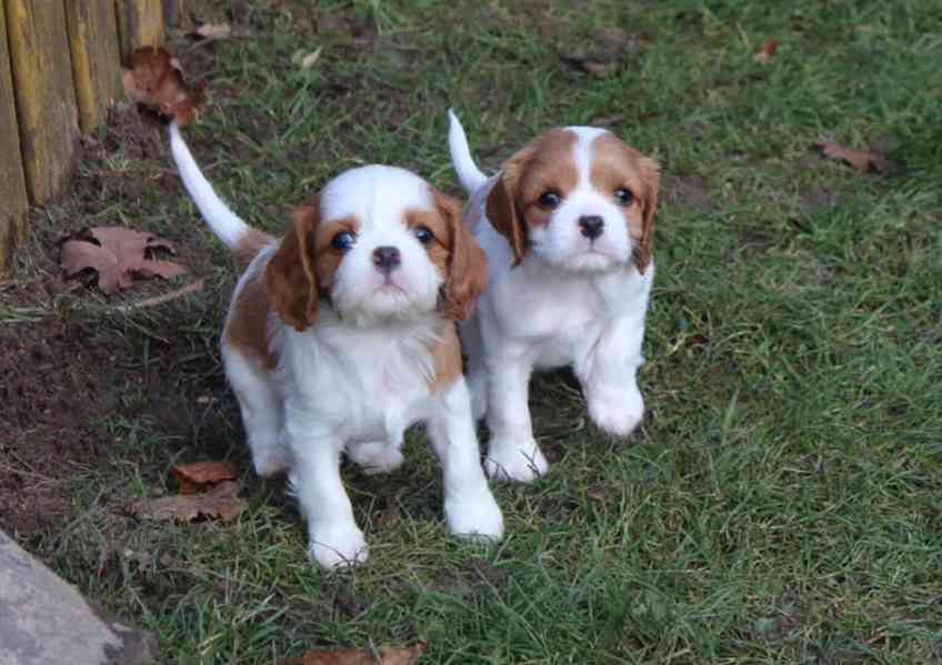 Štěňata Kavalír King Charles španěla - foto 1