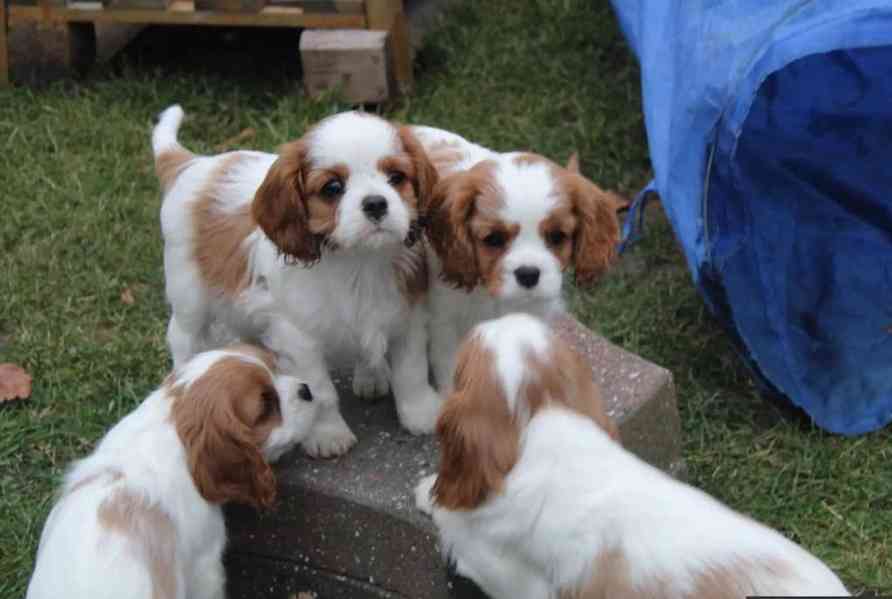 Štěňata Kavalír King Charles španěla - foto 2