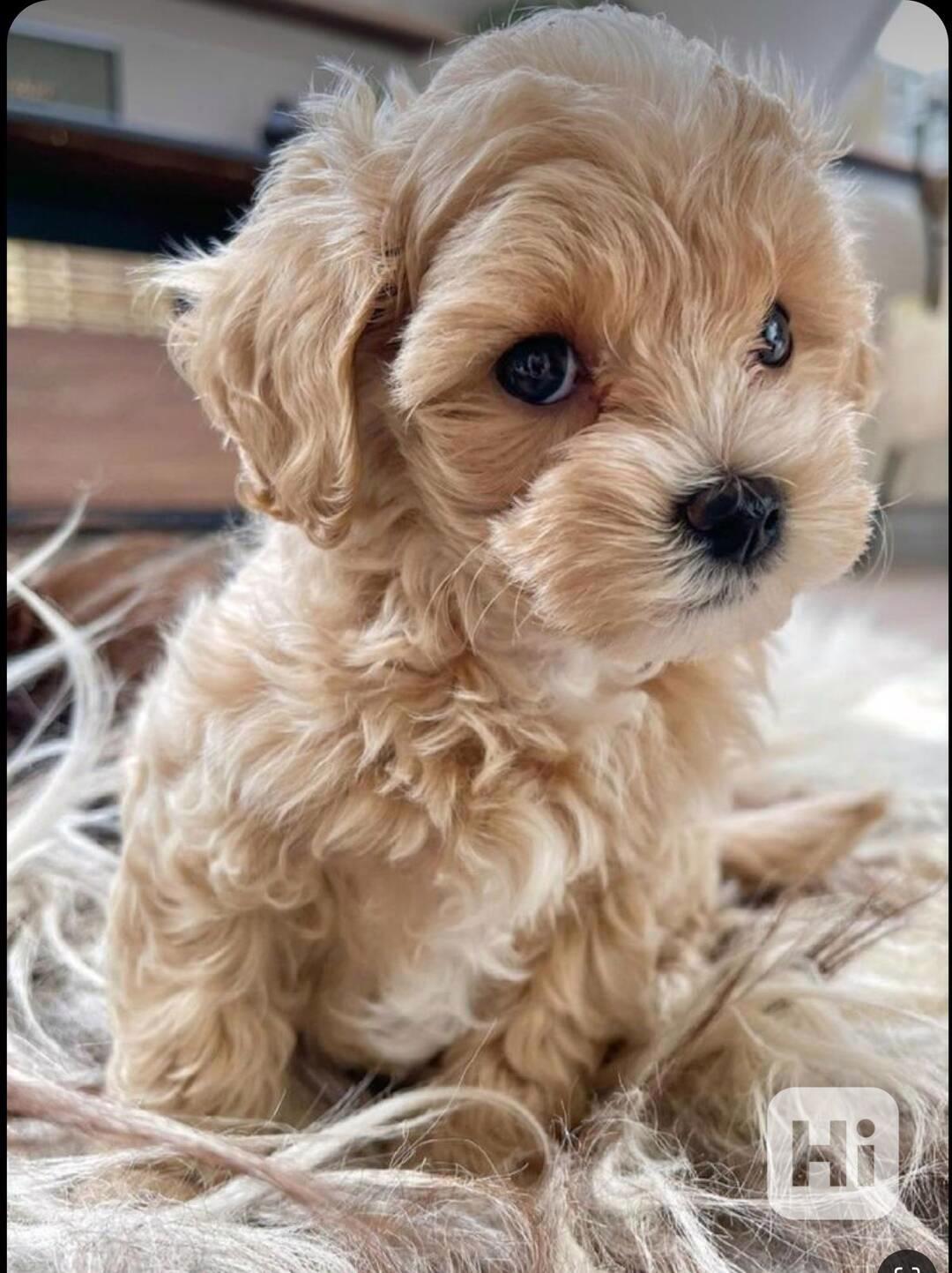 Nabízíme krásná štěňata Maltipoo F1. - foto 1