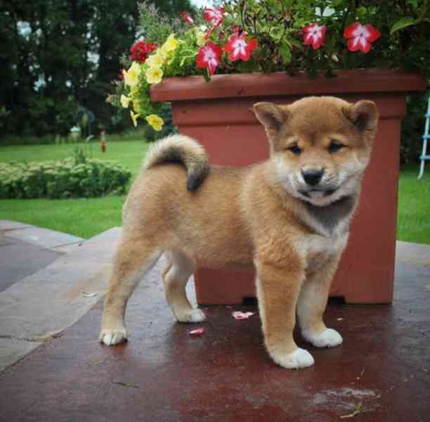 Štěňata Malingo Shiba Inu připravena k odběru - foto 1