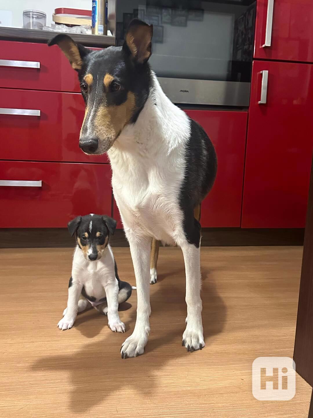 Pejsek krátkosrsté kolie s PP  - foto 1