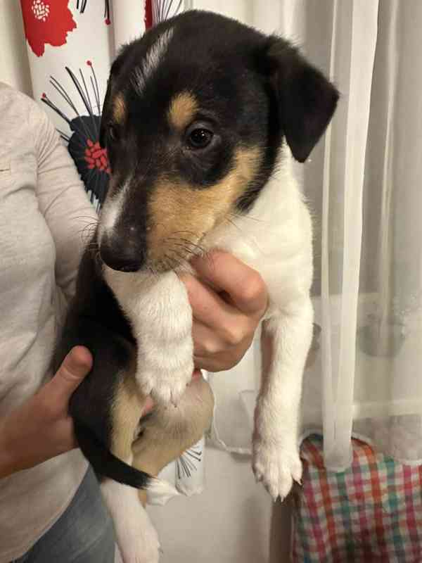 Pejsek krátkosrsté kolie s PP  - foto 4