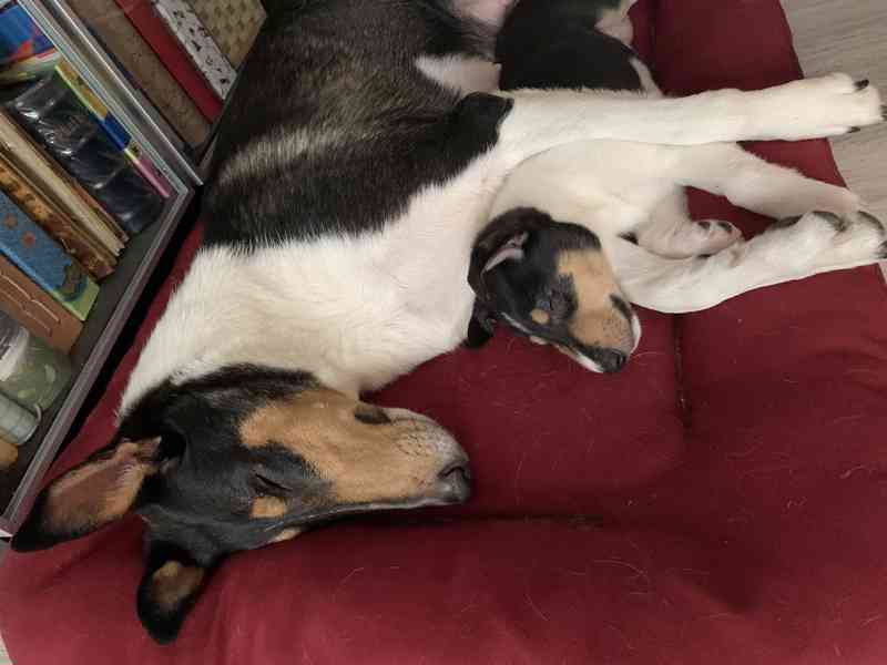 Pejsek krátkosrsté kolie s PP  - foto 6