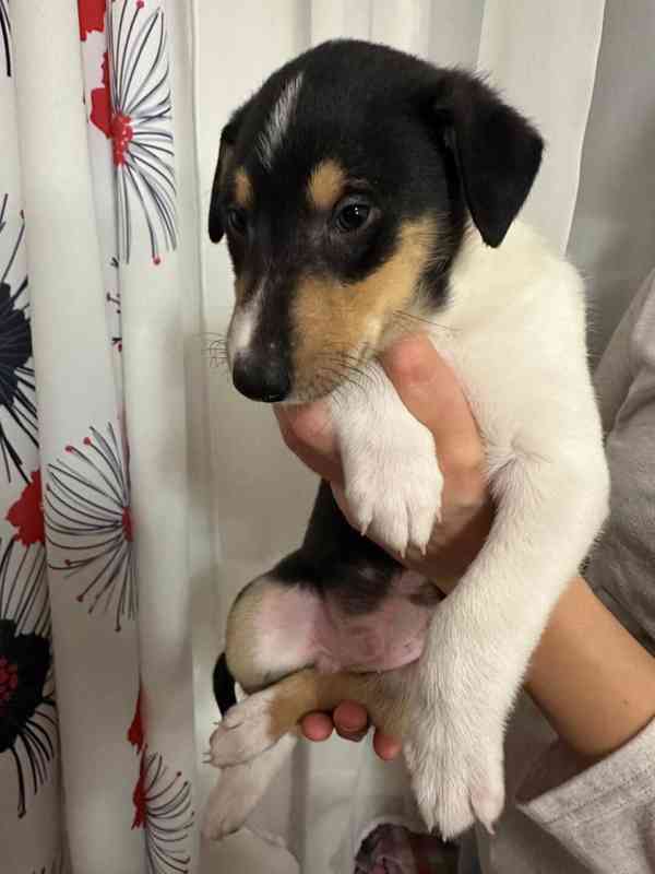 Pejsek krátkosrsté kolie s PP  - foto 3