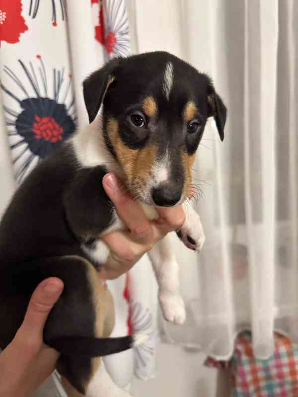 Pejsek krátkosrsté kolie s PP  - foto 2