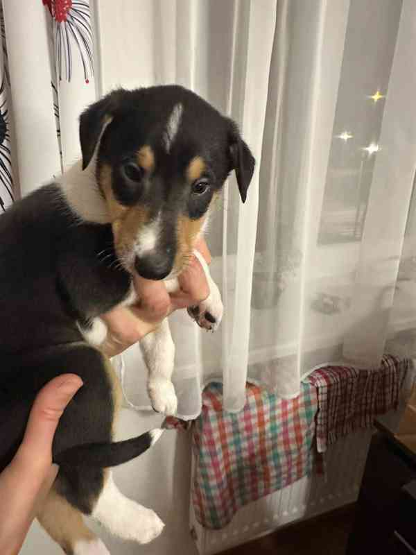 Pejsek krátkosrsté kolie s PP  - foto 5