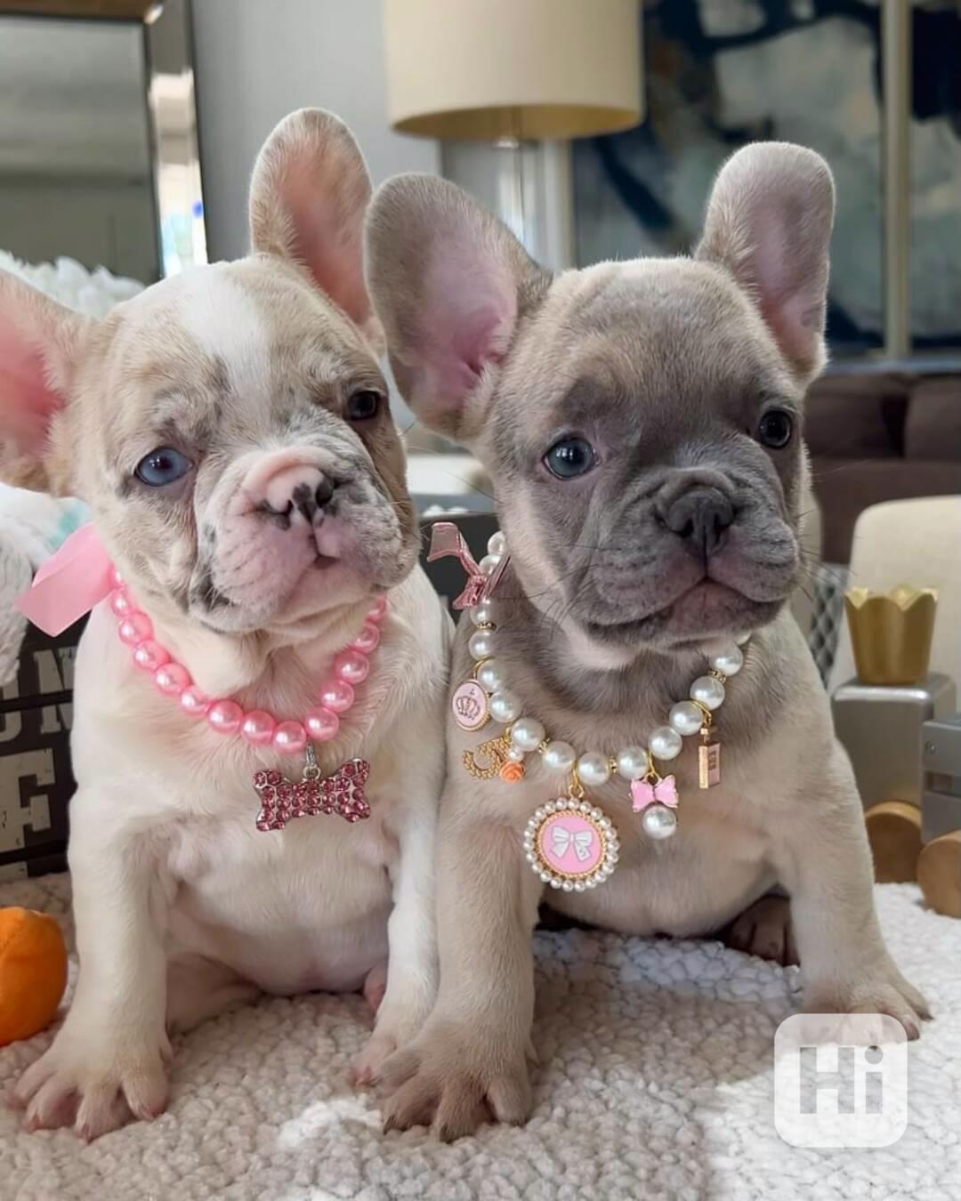 🐾 Krásná štěňata francouzského buldoka - foto 1