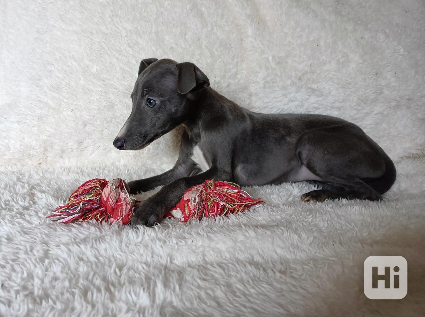 Whippet/Vipet/ - fenka bez pp - foto 1