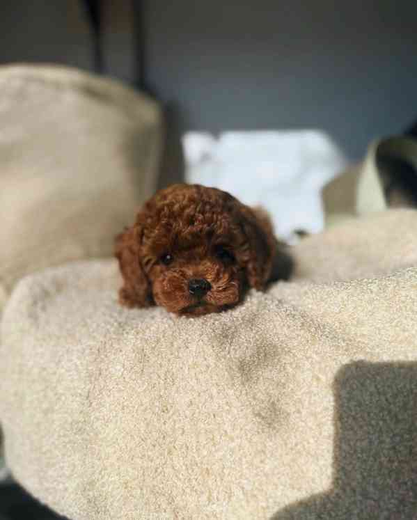 Dívka červeného toy pudla - foto 8