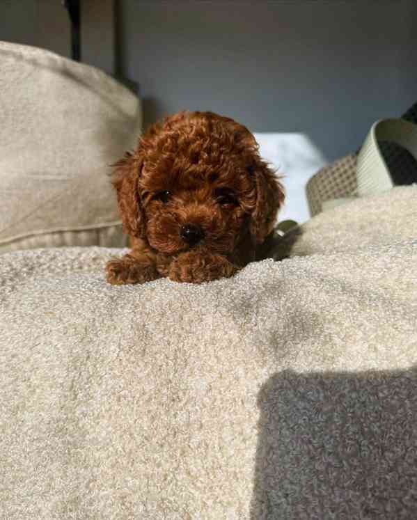 Dívka červeného toy pudla - foto 5