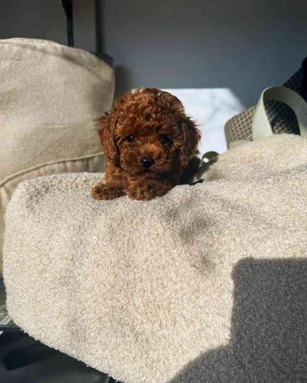 Dívka červeného toy pudla - foto 7