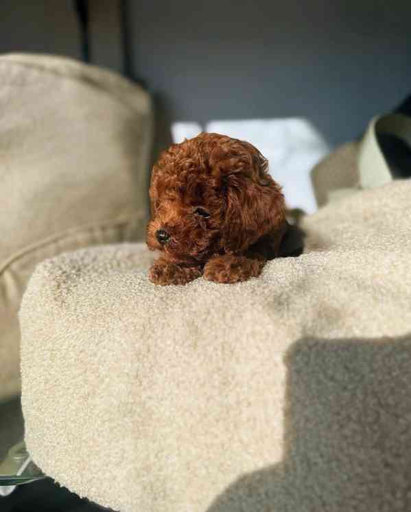 Dívka červeného toy pudla - foto 3