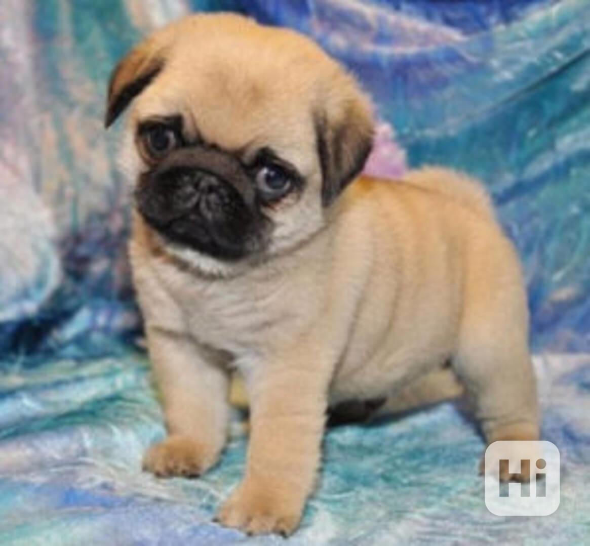 Štěňata mopsů - samci a samice k dispozici - foto 1