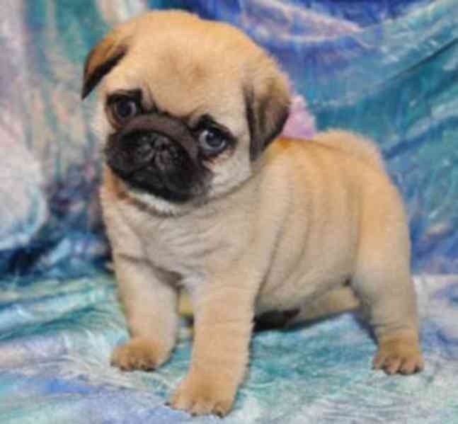 Štěňata mopsů - samci a samice k dispozici