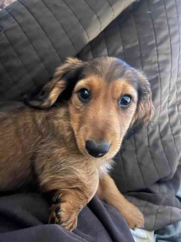 puppy - foto 3