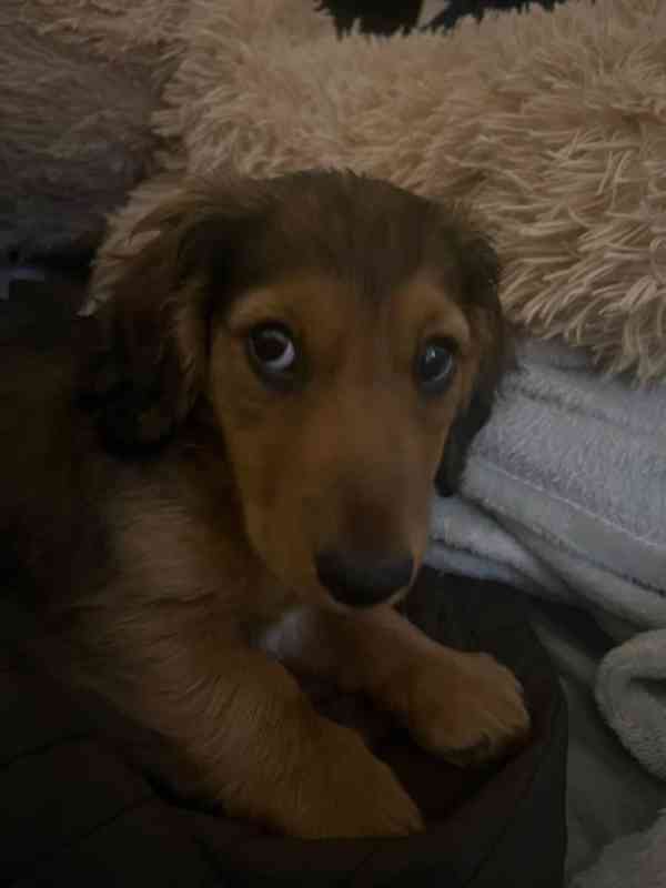 puppy - foto 4