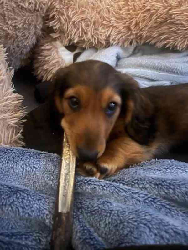 puppy - foto 5