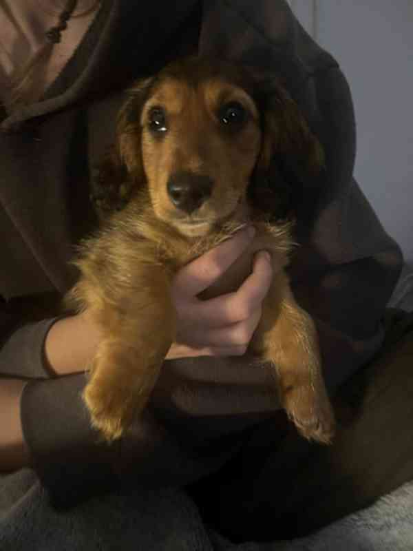 puppy - foto 6