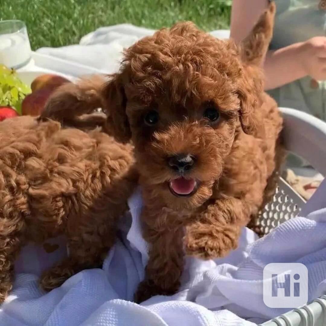 Vynikající štěňata toy pudla - foto 1