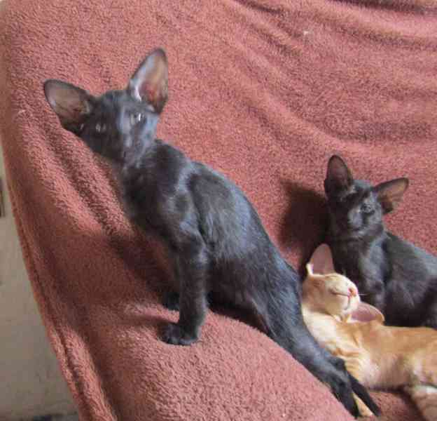 Koťata Orientální bez PP - foto 6