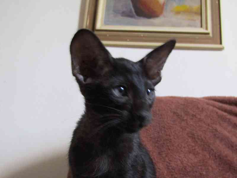 Koťata Orientální bez PP - foto 5