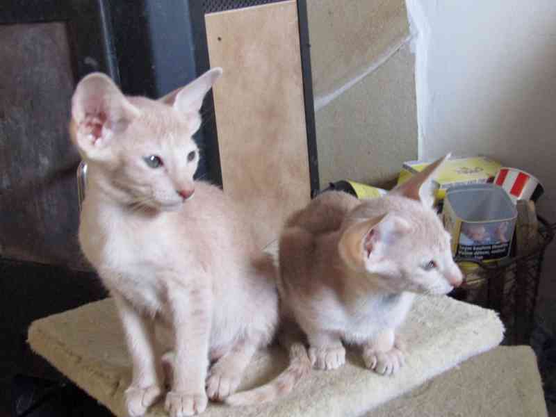 Koťata Orientální bez PP - foto 2