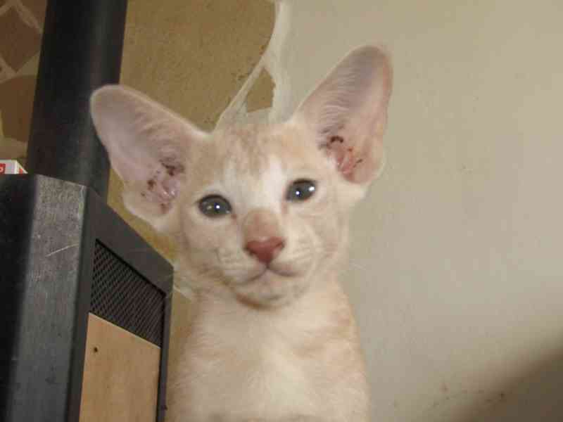 Koťata Orientální bez PP - foto 4