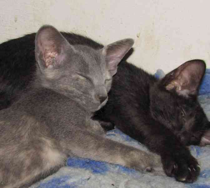 Koťata Orientální bez PP - foto 3