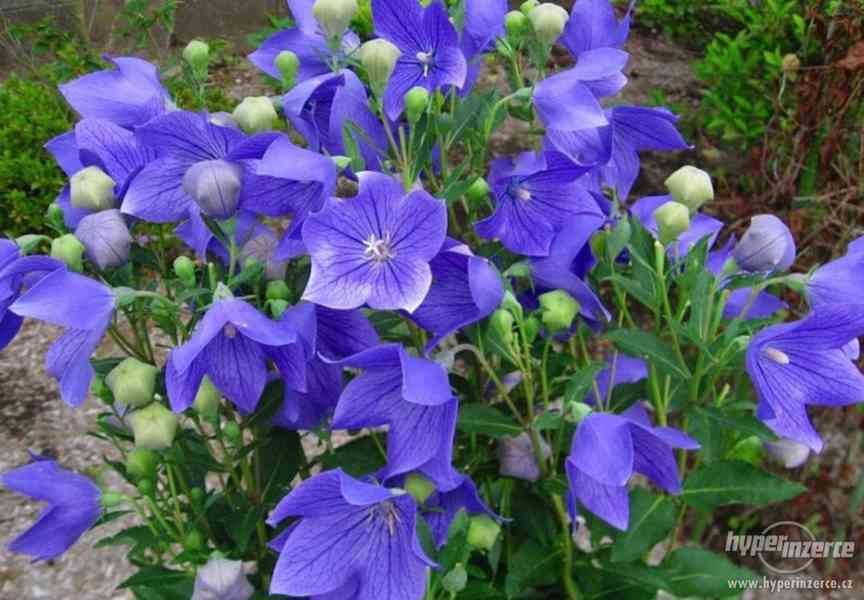 Eustoma modrá ( Jícnovka ) - semena 25 ks - foto 1