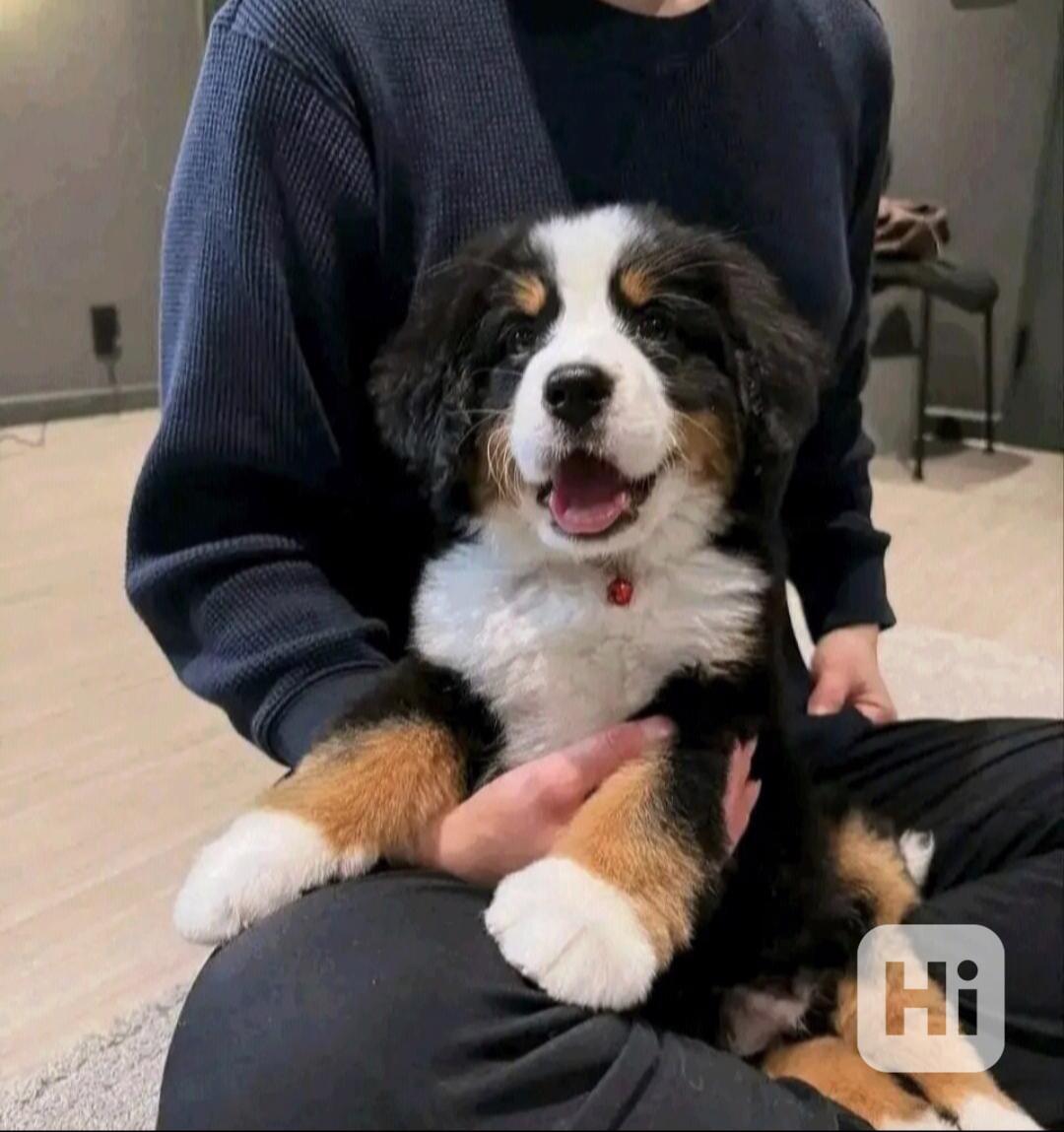 Štěňata bernského salašnického psa hledají domov.  - foto 1