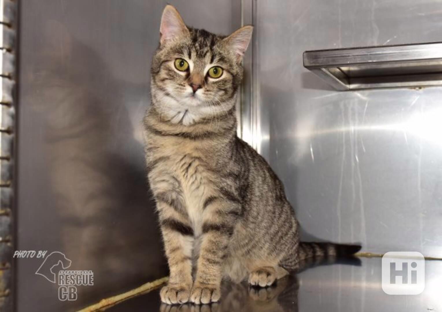 Darujeme nalezené kotě - foto 1