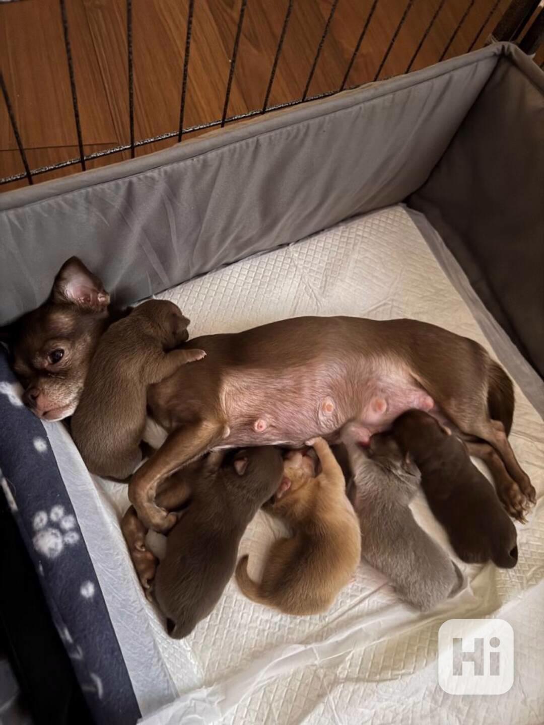Mini Mini  Čivava - foto 1