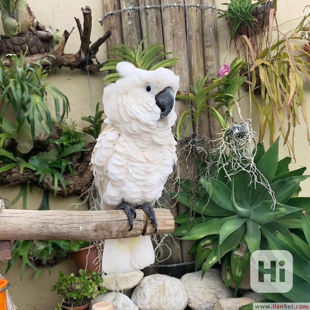 DOBŘE VYCVĚČENÝ KAKADU PAPOUŠCI PRO DOBRÝ DOMOV, - foto 1