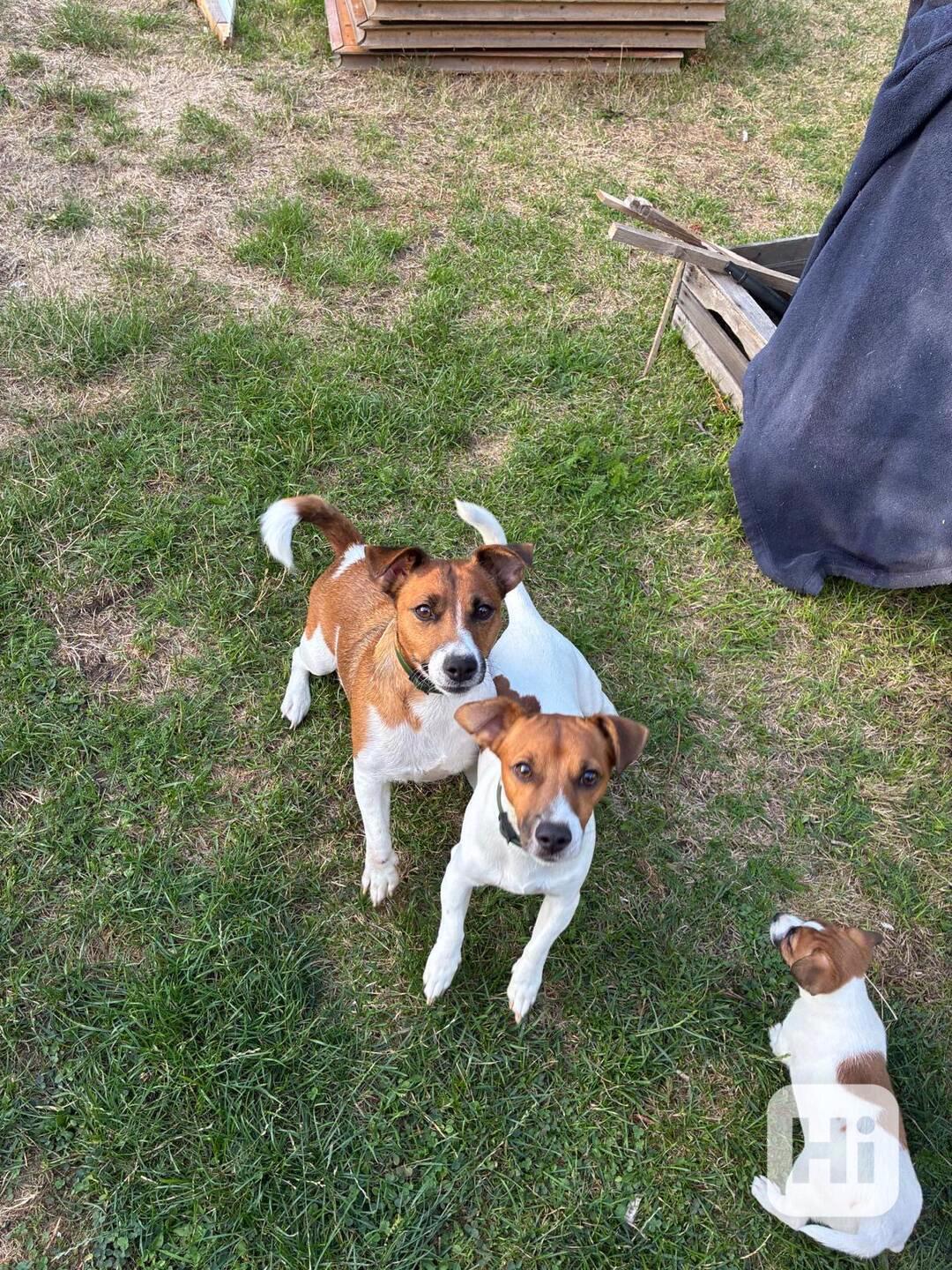 Jack russell terier stenatka - foto 1