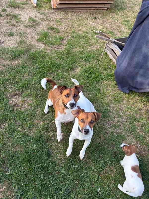 Jack russell terier stenatka - foto 1