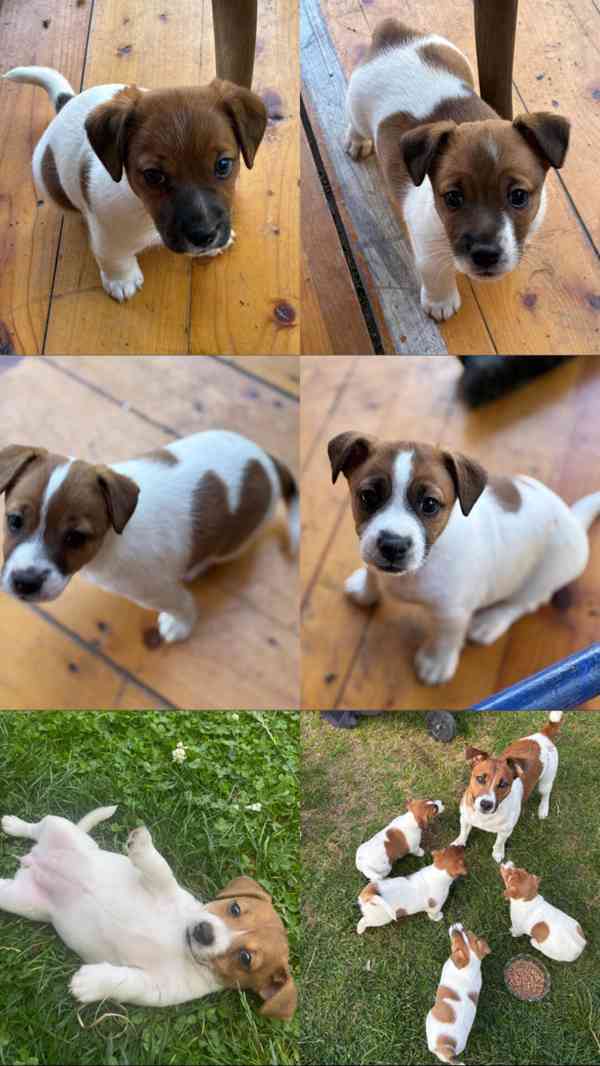 Jack russell terier stenatka - foto 2