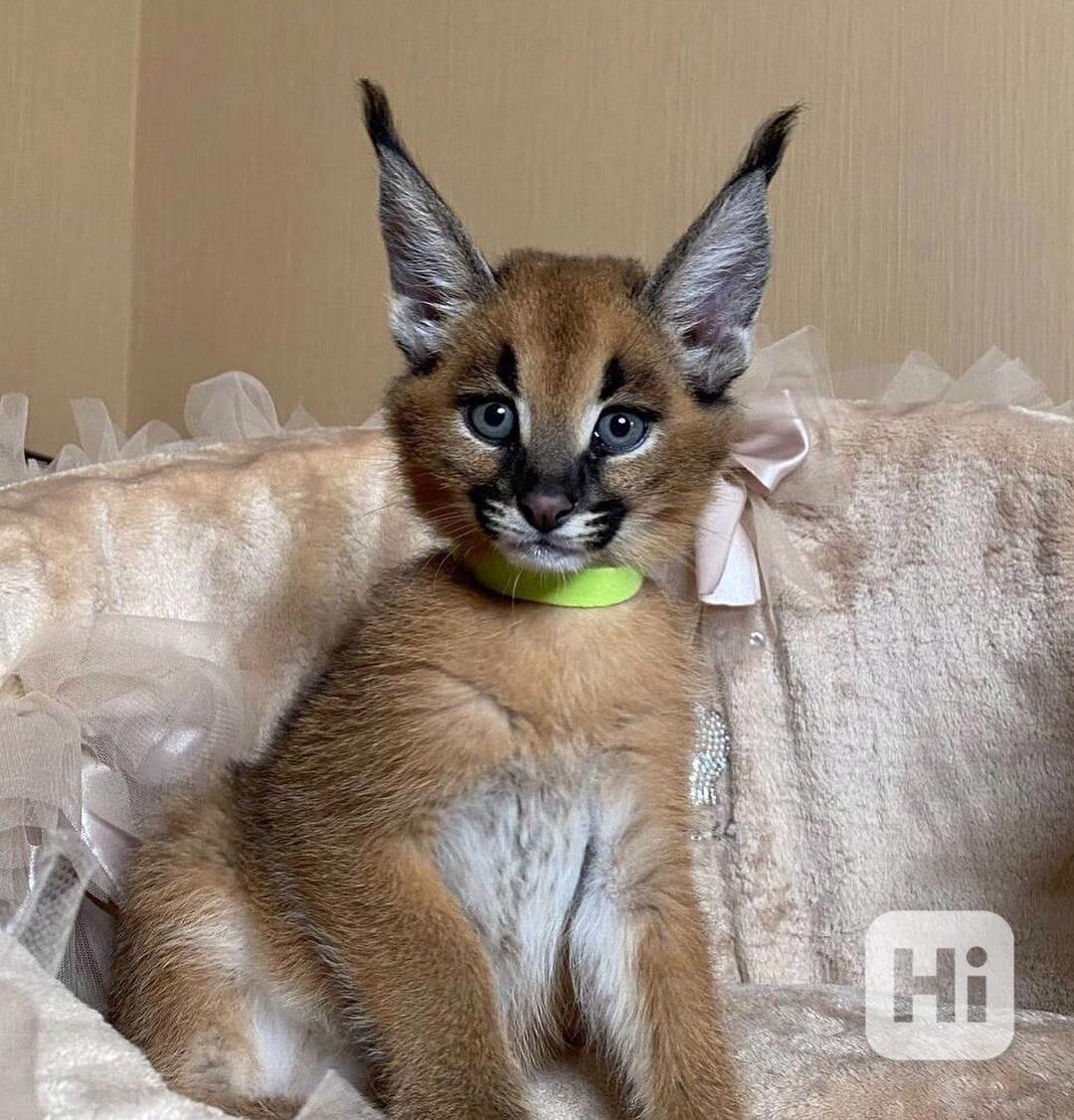 Koťata Savannah f4, f5, f6 k dispozici - foto 1