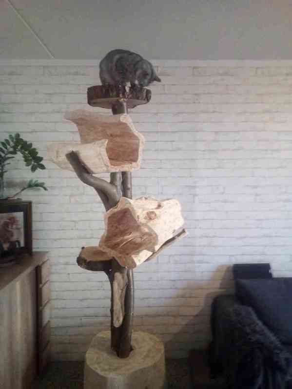 Kočičí strom - foto 1