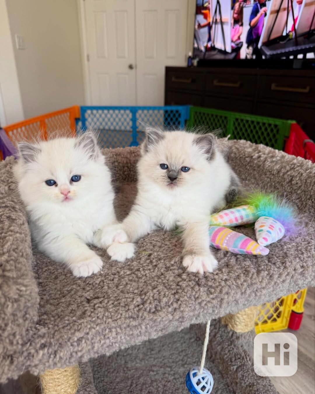 Nádherná koťátka plemene Ragdoll hledají trvalé rodiny - foto 1